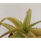 Aloe arborescens 'Variegata'