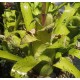 Hohenbergia leopoldo-horstii Green