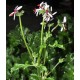Pelargonium crithmifolium