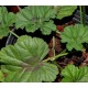 Pelargonium worcesterae