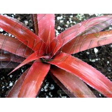 x Biltanthus Red Burst - Cryptbergia
