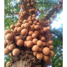 Couroupita guianensis - Cannonball Tree