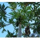 Carica papaya 'Hawaiana'