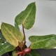 Philodendron x 'Painted Lady'