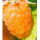 Rubus idaeus 'Fallgold' - Raspberry