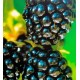 Rubus fruticosus 'Black Satin' - Blackberry