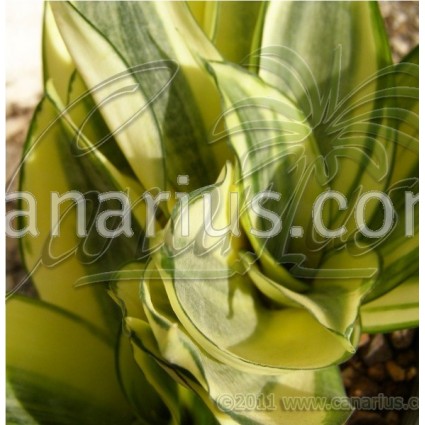 Sansevieria trifasciata cv Golden Hahnii