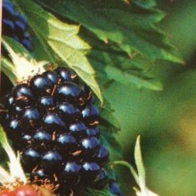Rubus laciniatus 'Thornless Evergreen' Cutleaf Blackberry