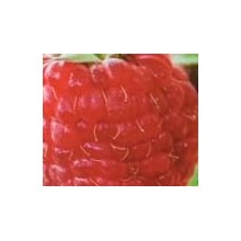 Rubus idaeus 'Zefa'