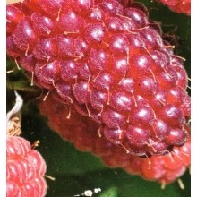 Rubus x 'Tayberry'