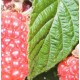 Rubus x 'Tayberry'