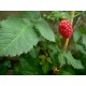 Rubus idaeus 'Heritage' - Raspberry