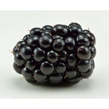 Rubus fruticosus 'Hymalaya' - Blackberry