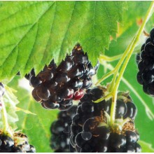 Rubus fruticosus 'Triple Crown' - Blackberry