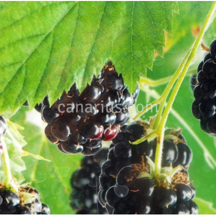 Rubus fruticosus 'Triple Crown' - Blackberry