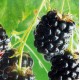 Rubus fruticosus 'Chester Thornless' - Blackberry