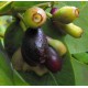Syzygium cordatum - LARGE - Water Berry