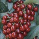 Prunus avium 'Burlat' - Cherry