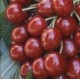 Prunus avium 'Burlat' - Cherry