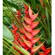 Heliconia bihai  'Lobster Claw One'