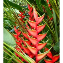 Heliconia bihai  'Lobster Claw One'