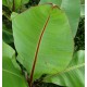Ensete ventricosum - Abyssinian Banana