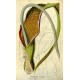 Sauromatum venosum - Voodoo Lily