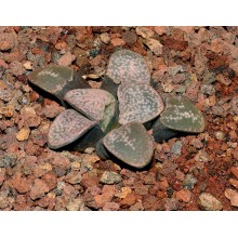 Haworthia groenewaldii - GM695 - S of Buffeljagsrivier