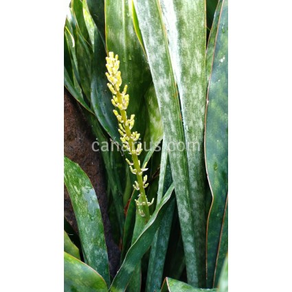 Sansevieria hyacinthoides