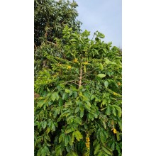 Coffea arabica - Yellow