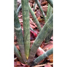 Sansevieria cylindrica Banded Leaves