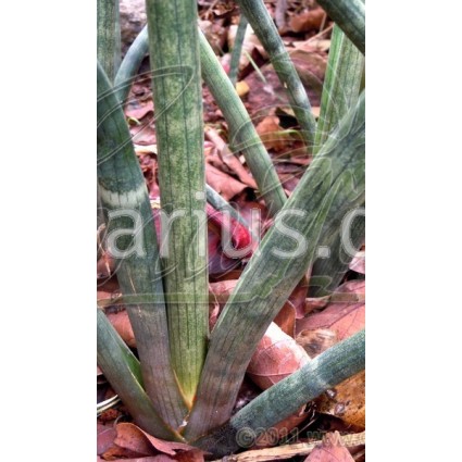 Sansevieria cylindrica Banded Leaves