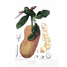 Artocarpus integer