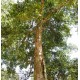 Artocarpus integer