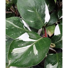 Philodendron 'White Knight'