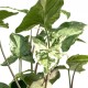  Syngonium 'Albo variegata'