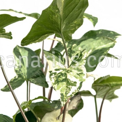  Syngonium 'Albo variegata'