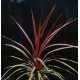 Cordyline australis 'Can Can'