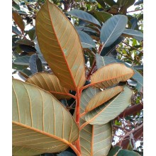 Ficus 'Velvet'