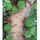 Ficus sycomorus 'Sakalavarum'