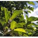 Ficus sycomorus 'Sakalavarum'