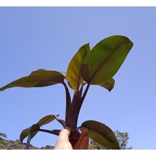 Philodendron 'Congo'