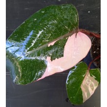 Philodendron erumbescens Pink Princess 