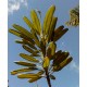 Plumeria obtusa 'emarginata' LARGE