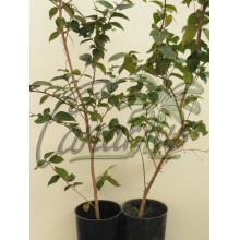 Eugenia uniflora - Pitanga, Suriname Cherry