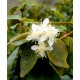 Eugenia uniflora - Pitanga, Suriname Cherry