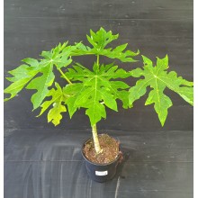 Carica papaya 'Lara'