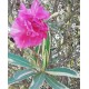 Nerium oleander 'Splendens Foliis Variegatis'