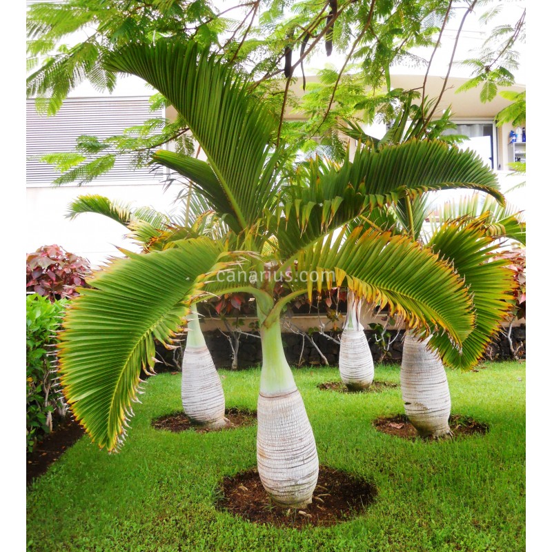 Hyophorbe lagenicaulis (Palmier bouteille) Pot de 40 litres - 140/160 cm  Couleur floraison Blanc Taille Pot de 5 litres – 60/80 cm