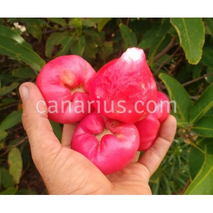 Syzygium aqueum Australian Hardy - Manzana de Agua